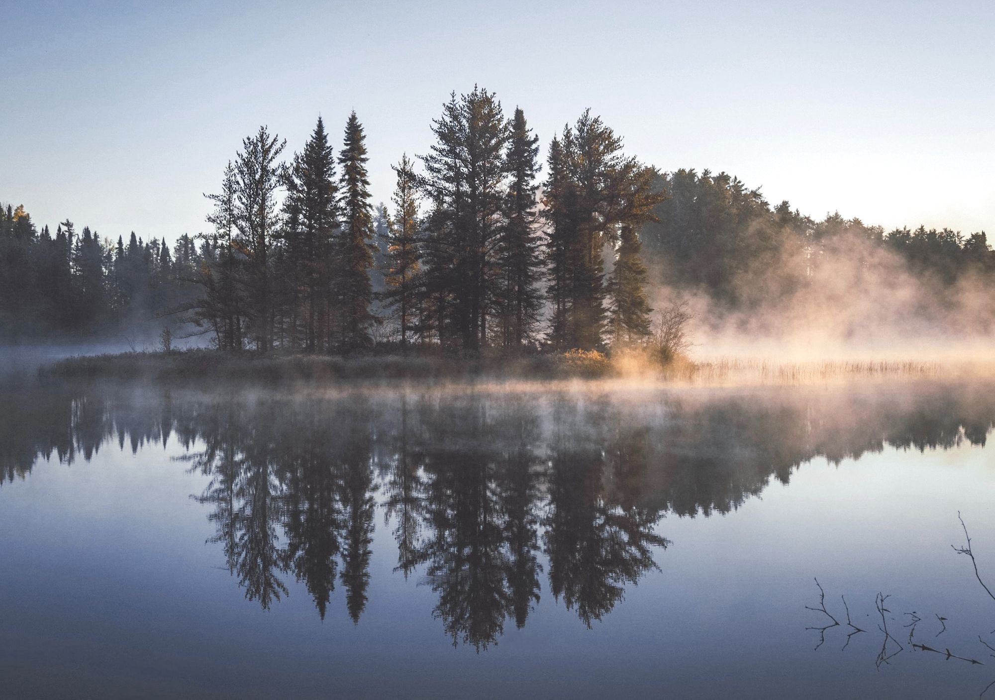안개 낀 호숫가의 숲